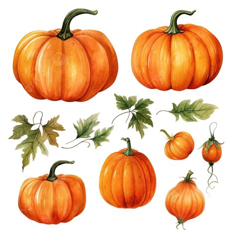 Acuarela Calabaza Lindo Clip Art PNG Dibujos Acuarela Mano Dibujar