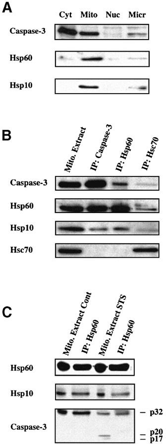 Presence Of A Pre‐apoptotic Complex Of Pro‐caspase‐3 Hsp60 And Hsp10