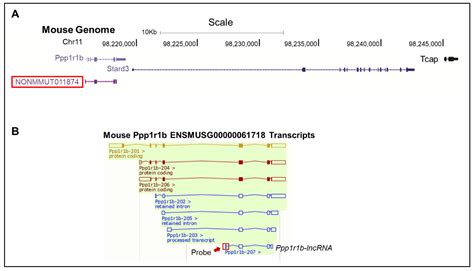 Cells Free Full Text Mapping Chromatin Occupancy Of Ppp1r1b Lncrna Genome Wide Using