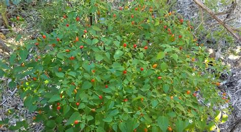 How to Grow Chiltepin Peppers, Explained in Detail - Gardening Channel