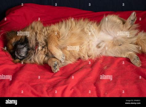 Red Haired Pekingese Sleeping On A Red Blanket On The Bed In The