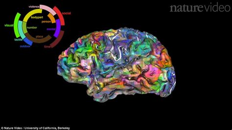 Model Brain Shows Locations Where We Store Thousands Of Words Daily