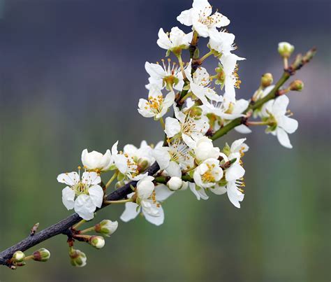 Bush Hedge Blossom Free Photo On Pixabay