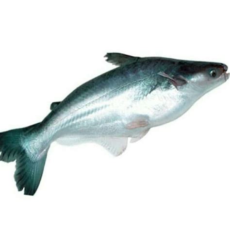 Jual Ikan Patin Per Kg Sayur Segar Palembang Shopee Indonesia