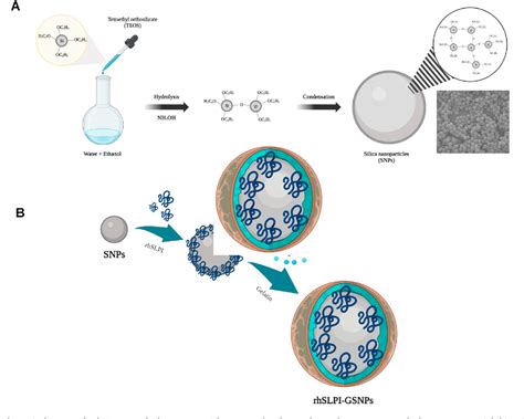 Figure From Gelatin Coated Silicon Oxide Nanoparticles Encapsulated