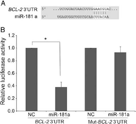 Bcl Is A Direct Target Gene Of Mir A A The Sequence Alignment