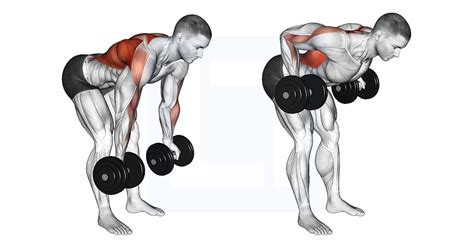 Dumbbell Bent Over Reverse Row - Guide, Benefits, and Form