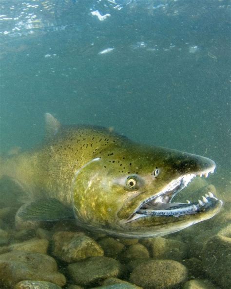 Lower Fraser River Salmon Conservation Program | Store