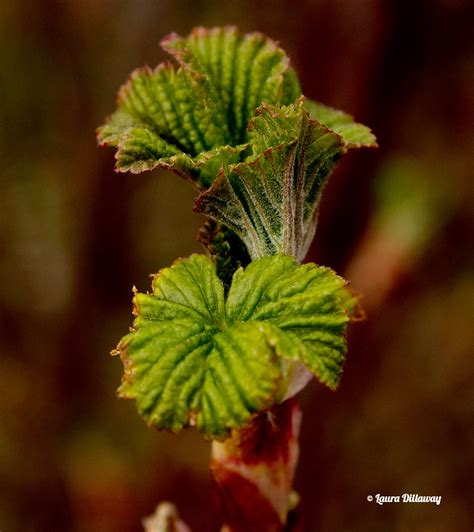 Spring Is Almost Here Laura Dillaway Flickr