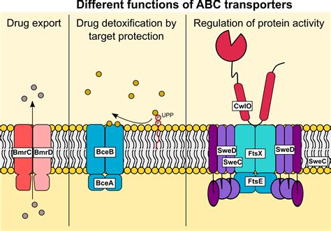 Microorganisms Free Full Text Not Just Transporters Alternative