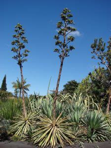 Agave Tanaman Ideal Untuk Taman