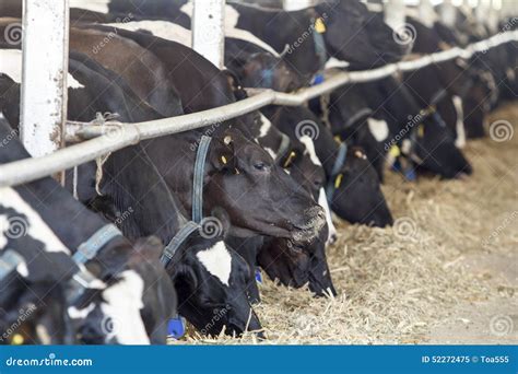 Feeding Dairy Cows in a Farm Stock Image - Image of dairy, feeding ...