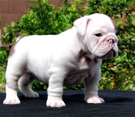 White English Bulldog Puppy Wallpapers Image Description