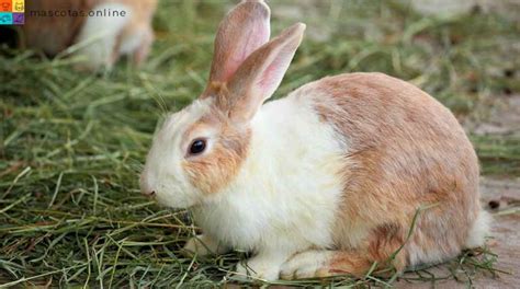 Diferencias Entre Conejos Y Liebres Similitudes Y Caracter Sticas