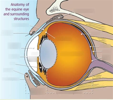 Ophthalmology Diagram Quizlet