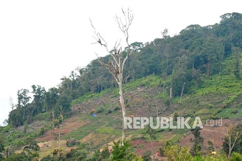 Perambahan Hutan Di Taman Nasional Kerinci Seblat Republika Online