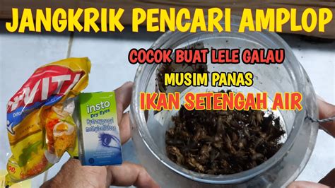 Cara Buat Umpan Jadul Gt Lele Media Jangkrik Biar Gacor Di Racik