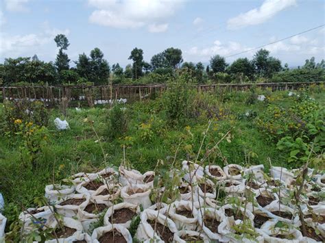 The Case For Grassroots Collaboration Social Capital And Ecosystem Restoration At The Local Level
