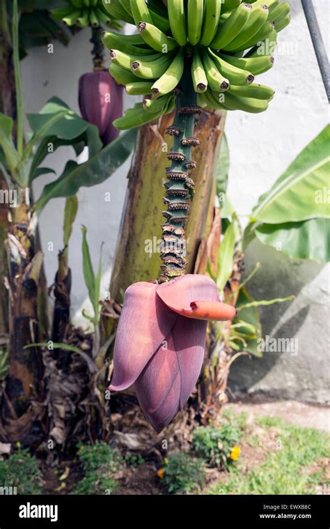 banana   plant species   genus musa stock photo alamy