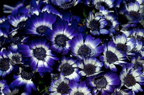 Purple And Blue Flowers Photos, Download The BEST Free Purple And Blue ...