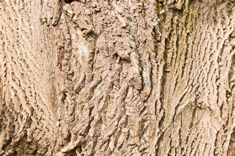 Bark of walnut tree stock image. Image of trunk, textured - 41735035