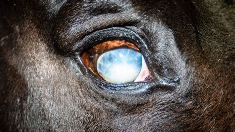 Eye Injuries – The Horse's Advocate