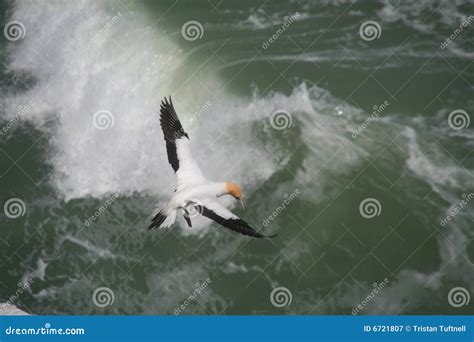 hovering   storm stock image image  copy space