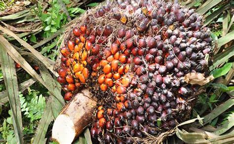 Sejarah Singkat Terbentuknya Provinsi Riau