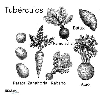 Lista De Tubérculos E Raízes LIBRAIN