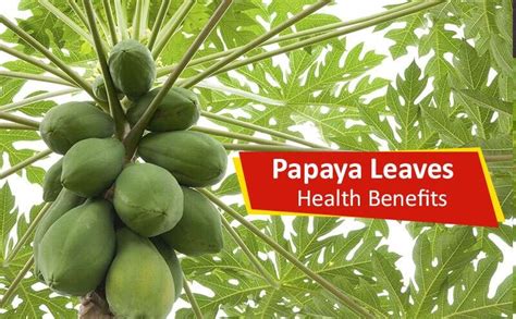 Here Are 10 Health Benefits Of Pawpaw Leaf Coleman Publications