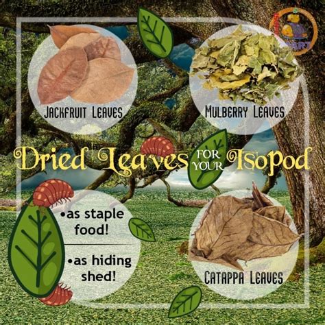 Ready Stock 3in1 Dried Leaves For Isopods 50g Isopod Staple Food