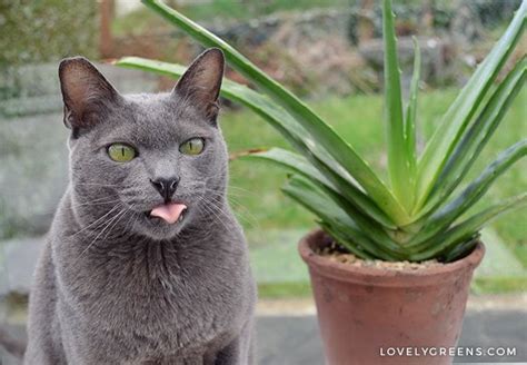 Is The Aloe Vera Plant Toxic To Cats Plantă Blog