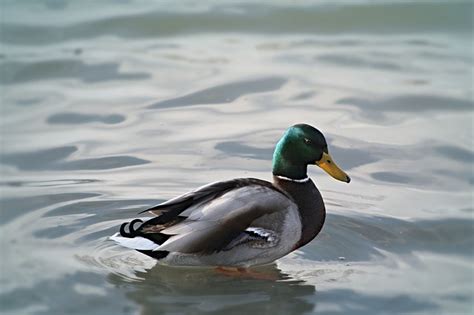 Canard Oiseau Plumes Photo Gratuite Sur Pixabay Pixabay