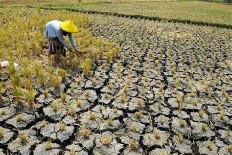 7 Juta Orang Mati Kelaparan Sepanjang 2020 Republika Online