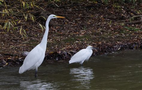 Abberton Reservoir, Essex, 10th November 2022 - FOXBIRDING