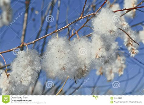 Furry Buds Of Pussy Willow Stock Photo Image Of Furry 115543284