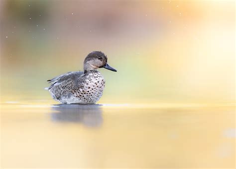 The Art vs. Photography Debate: Where Does One End and the Other Begin