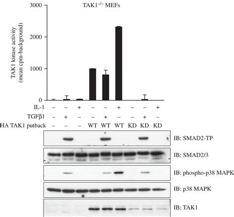 Tgfβ Does Not Activate Tak1 Tak1 Deficient Tak1−− Mefs Stably