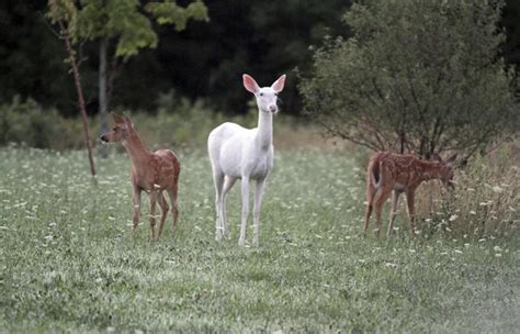 Shiny deer has appeared. : r/RealLifeShinies