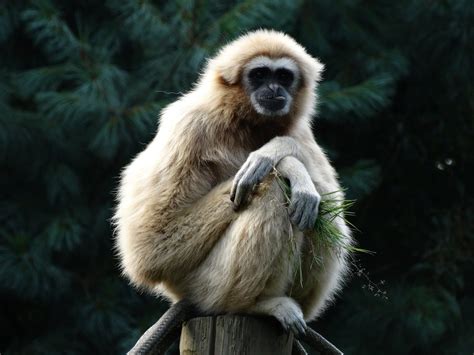 Le Plus Ancien Fossile De Gibbon Découvert En Chine