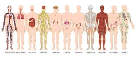 The Human Body Anatomy Facts Functions Artofit