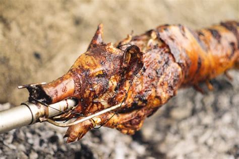 Roasted Pig Stock Photo Image Of Festivity Animals 56157786