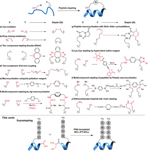 Suprastapled Peptides Hybridization Enhanced Peptide Ligation And