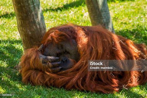 Relaxing Orangutan Great Ape On The Shade Stock Photo Download Image