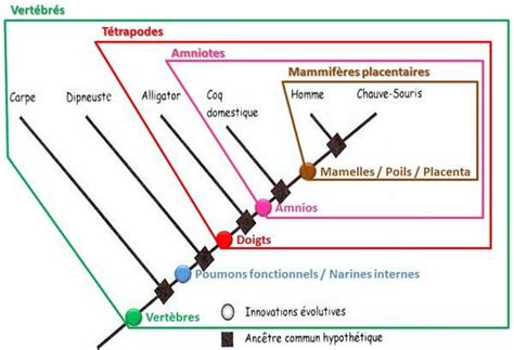 Dm De Svt Exercice Sur Les Arbres Phylog N Tique Caract Res Communs