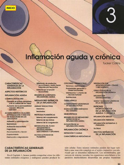 Inflamacion Aguda Y Cronica By Wilbert Torres Issuu