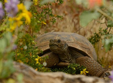 Desert Tortoise Arizona Game And Fish Department