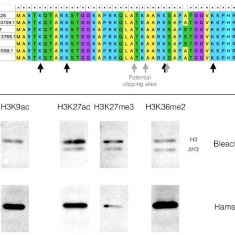 Micrococcal Nuclease Mnase Digestion Profile Of Chromatin From