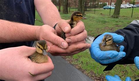 Firefighters Rescue 10 Ducklings From Storm Drain Extraie