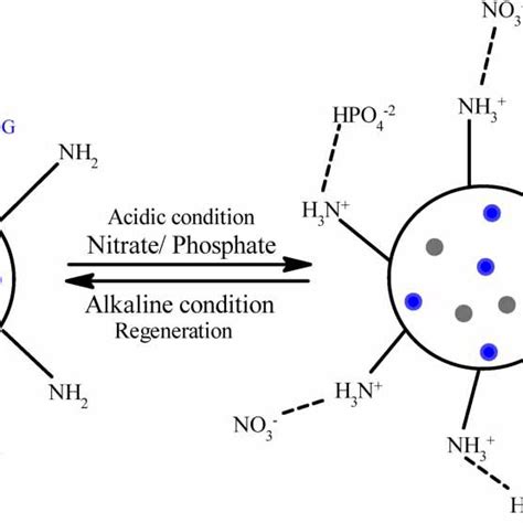 Combined Nitrogen And Phosphorus Cycle With Eutrophication